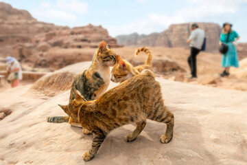 Three stray cats interact together on a rock with the red sandstone hills in view behind, in the ancient city of Petra, Jordan.