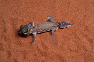 three lined knob tail (Nephrurus levis) closeup on sand