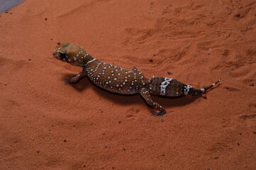 three lined knob tail (Nephrurus levis) closeup on sand