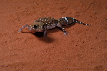 three lined knob tail (Nephrurus levis) closeup on sand