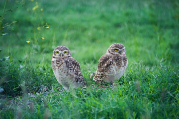 Fototapeta premium Búhos al acecho