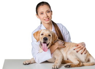 Portrait of confident female veterinarian examining dog in hospital