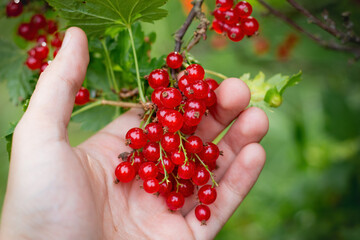 bunch of red currant berries in palm (hand)