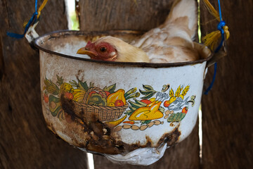 Little Mother Hen inside handmade container