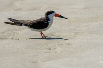 Black Skimmer (Rynchops niger)