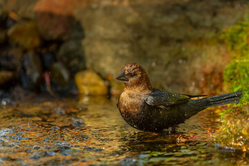 Brown-headed Cowbird (Molothrus ater),