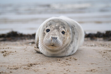 Naklejka premium Newborn sea lion on the beach close-up photo