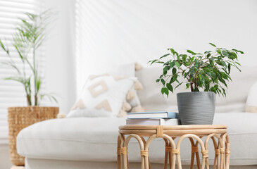 Beautiful houseplant and books on table in living room