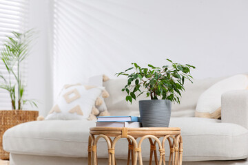Beautiful houseplant and books on table in living room