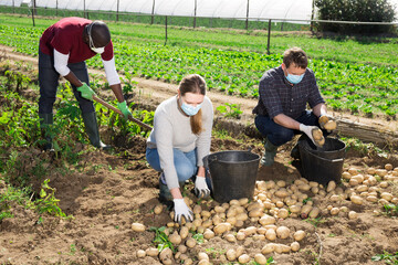 Woman in protective medical masks helps men harvests potatoes on farm field