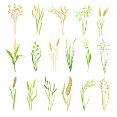 Grain Crop and Cereal as Cultivated Grass with Caryopsis Big Vector Set