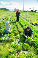Workers harvesting and stack fresh lettuce in boxes on a plantation