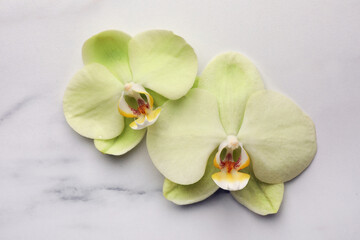 Naklejka premium Beautiful orchid flowers on white marble table, flat lay