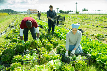 Men and woman gardeners picking harvest of cabbage in sunny garden