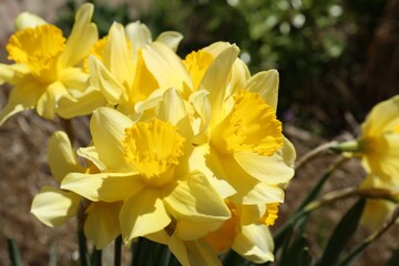 Beautiful yellow daffodils growing outdoors on spring day, closeup