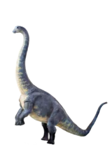 Gordijnen dinosaur , Brontosaurus isolated background © meen_na
