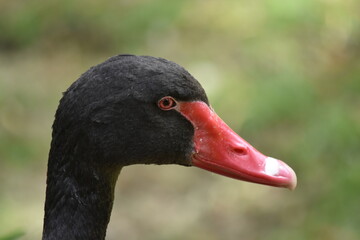 Black Duck with Red Bill