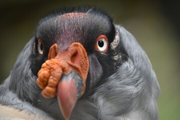 Royal Condor of the Colombian Andes