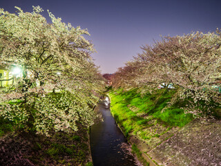 川沿いの夜桜