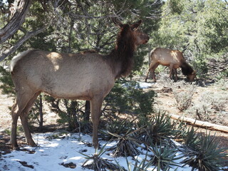 Fototapeta na wymiar Elk in the Grand canyon conservency