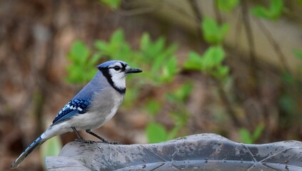 Perched Blue Jay
