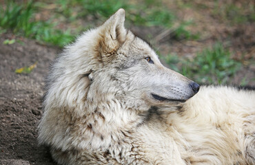 Obraz na płótnie Canvas Cute Wolfdog in profile - Canada
