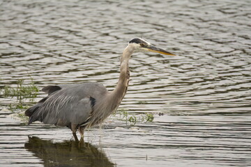 Great Blue Heron standing in water