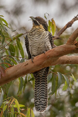 Female Eastern Koel (Eudynamys orientalis) perched on a branch - NSW, Australia - species of cuckoo which returns to Australia from its winter home in New Guinea, Indonesia or further north to breed