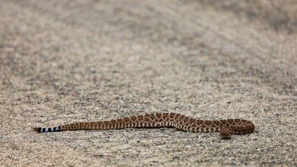 A baby western diamondback rattlesnake.