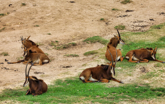 A sable antelope herd resting in an open range.