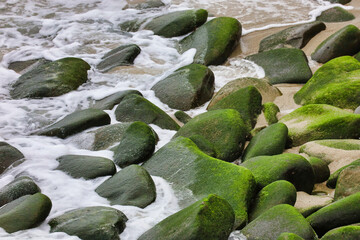 Sea moss on rocks by the ocean.