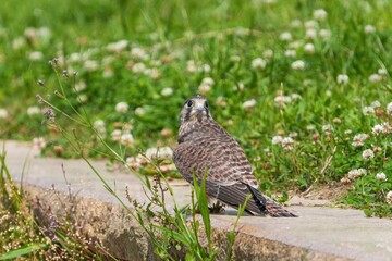 のんびりくつろぐ巣立ち直後のチョウゲンボウ幼鳥