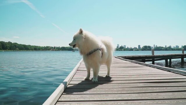 White dog samoyed is barking in slow motion on a bridge and beautiful landscape of water, forest and city