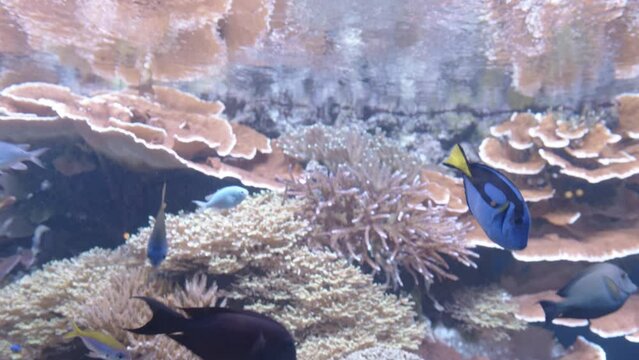 Many tropical fish swim in beautiful aquarium landscape full of corals.