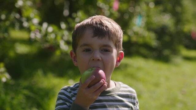 Little boy takes a first bite from a freshly picked apple on a sunny day at an orchard.