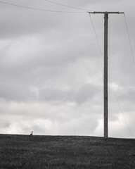 Australian magpie considering a telephone pole