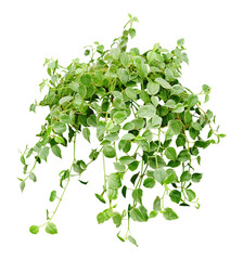 Hanging houseplant for garden and home decoration isolated on transparent background. - 589723734