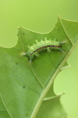 caterpillar, leaf, beautiful caterpillar on a green leaf