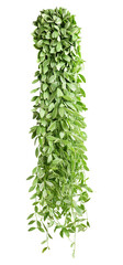 Hanging vine plant succulent leaves of epiphytic plant (Dischidia sp.), indoor houseplant isolated...
