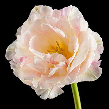 Soft cream tulip flower, isolated on black background