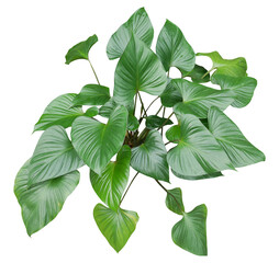 Tropical green leaves of Homalomena plant (Homalomena rubescens) isolated on transparent background. - 589725761