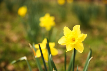 colorful flowers during springtime represents new beginnings, growth, and renewal. The various colors symbolize different emotions and ideas such as happiness, love, gratitude, and appreciation
