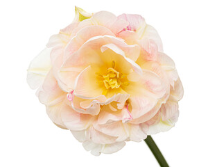 Soft cream tulip flower, isolated on white background - 589727531