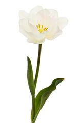 Soft cream tulip flower, isolated on white background
