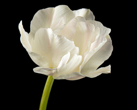 Soft cream tulip flower, isolated on black background