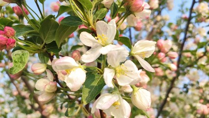 pink magnolia flowers