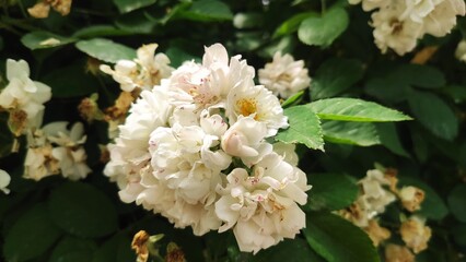 white and yellow flowers