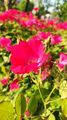 pink rose in garden