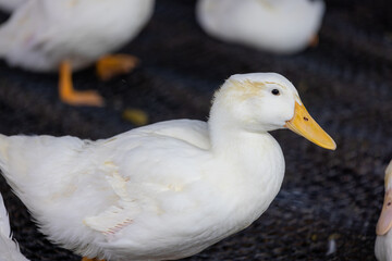Group of white ducks in the farm