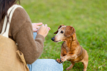 Pet owner give her dachshund dog for a treat at park